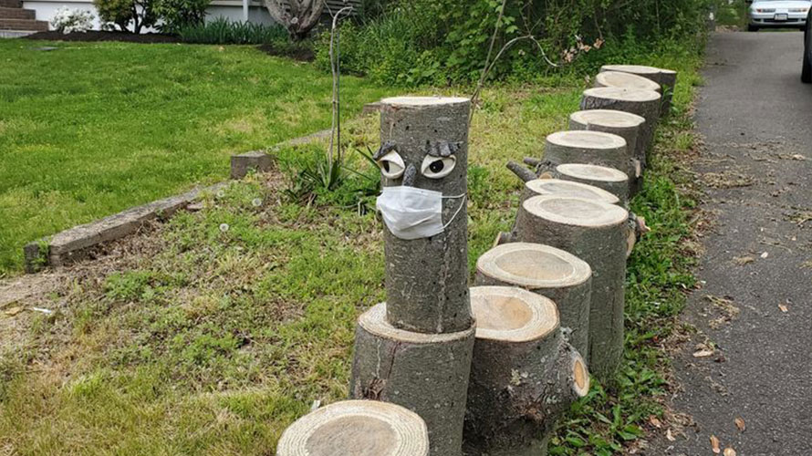 How to Spot Early Signs of Tree Disease Before It Spreads