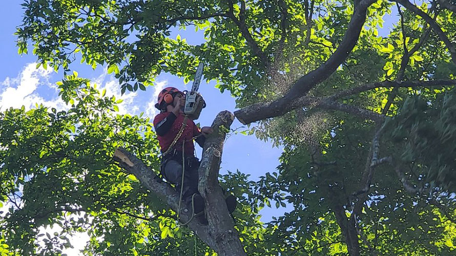 The Role of Tree Cabling in Protecting Mature Trees